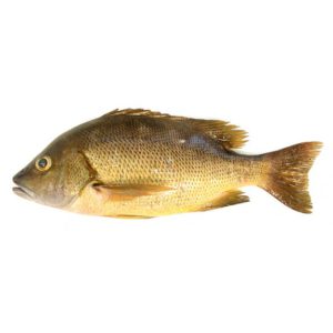 石蚌魚 ( NEW )