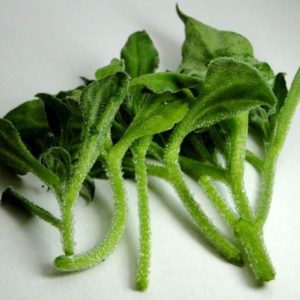冰菜（New)